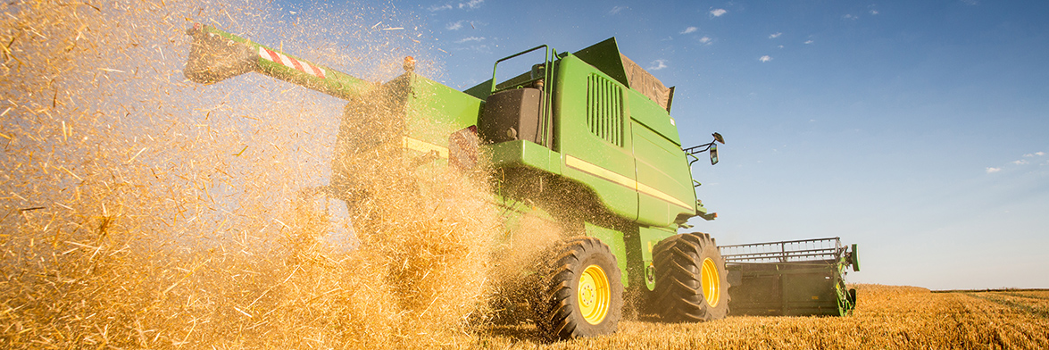 Combine harvester in the field